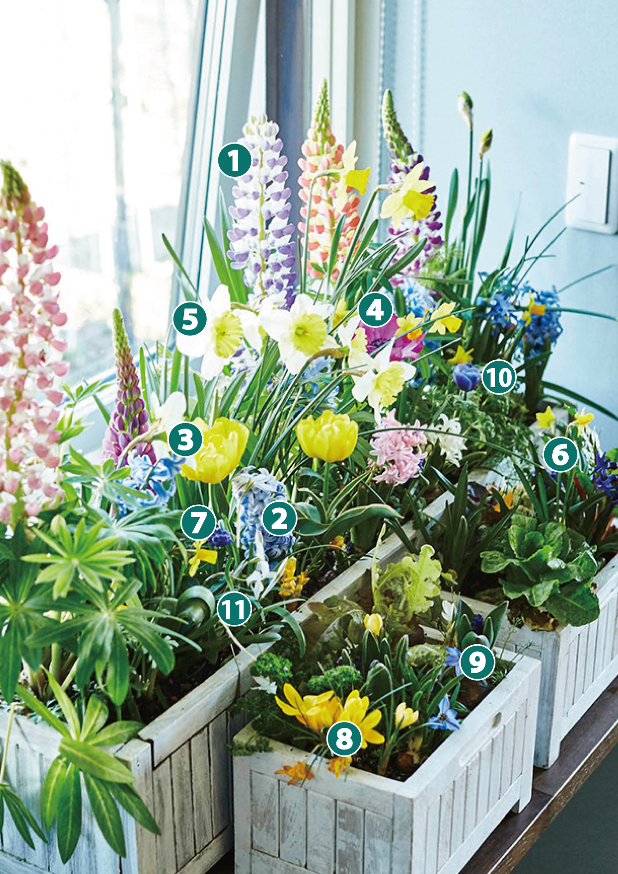 水仙 寄せ 植え ブランドフラワー・ガーデニング - 花 寄せ植え